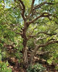 Image result for Landolphia cuneifolia