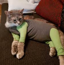 You'll receive email and feed alerts when new items arrive. Direct From Europe Pet Recovery Suit Min 2 Pieces Pet Supplies For Cats Health Grooming On Carousell