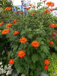 Image result for Tithonia rotundifolia
