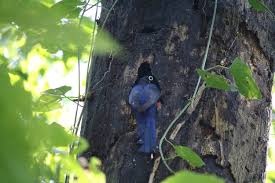 Image result for Fadogia gossweileri