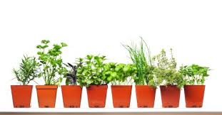 Maybe you would like to learn more about one of these? Can You Really Make 36 000 A Year With A Herb Business Profitable Plants