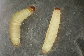 Included are 2 craftivities, printables, vocabulary word wall cards, graphic organizers, class activities, and much more!!! Stored Product Pests In The Home Uga Cooperative Extension