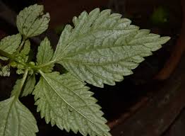 Image result for Lecanthus