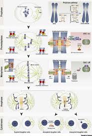 Blood cancers are complex and multifaceted diseases, requiring knowledge by healthcare professionals on the array of diagnostic tests, treatment recorded on june 5, 2020. Aneuploidy In Cancer Lessons From Acute Lymphoblastic Leukemia Trends In Cancer