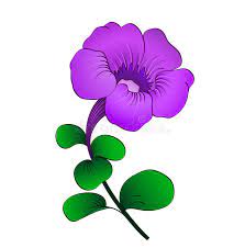 Petunia Isolated Stock Vector Illustration Of Card Blooming 24728605