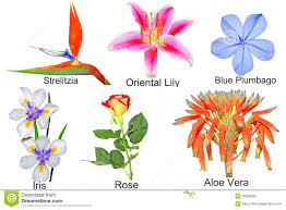 Bright yellow anthers, strangely twisted, protrude, and one style, with branched stigma, lies flat out of the way until the anthers dry up. Flower Pictures With Names Pictures Gallery Blog Blue Flower Names Flower Names Purple Flower Names
