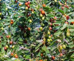 Image result for Ziziphus mauritiana