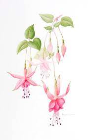 Clare Benson Flower Drawing Flower Art Floral Watercolor