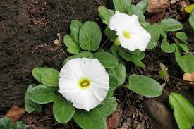 Image result for Ipomoea stolonifera