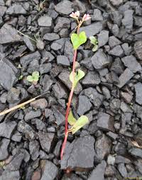 Image result for Fagopyrum snowdenii