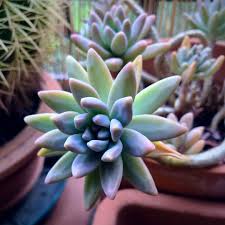 Arbusti con fiori gialli e legumi. La Pianta Che Parla Italiano Piante Grasse In Vaso Coltivare Piante Grasse Piante Di Cactus
