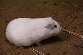 The smaller the litter, the longer the pregnancy). Pin On Animals