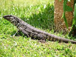 Lagarto Tegu Lizard Lizard Lizard Species