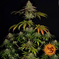 Great for outdoor, top yielder pineapple upside down cake this strain, with its frosty lime green and golden calix tips, really takes the cake when it comes to new and exciting strains. Wedding Cake Cannabis Seeds Barneys Farm
