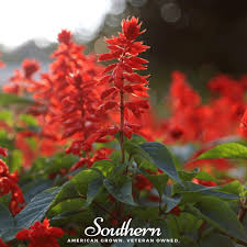 Image result for Salvia coccinea