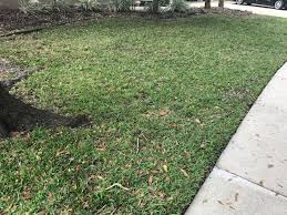 This relates to warm and cool season lawns from my. New To Forum Rookies Looking For Help With New Lawn The Lawn Forum