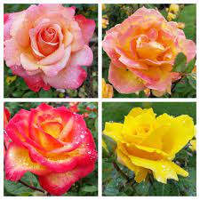 Flowers From San Jose Rose Garden Rose Flowers Nature Beauty