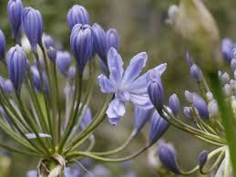 Image result for Agapanthus praecox