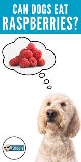 Can Dogs Eat Raspberries Are Raspberries Good For Dogs In 2021 Can Dogs Eat Dog Friends Dog Eating