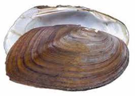 Image result for Eleocharis complanata