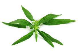 Image result for Leucas