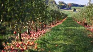 Apple Orchards Near Nyc Apple Picking Without A Car Apple Orchard Apple Picking Day Trips