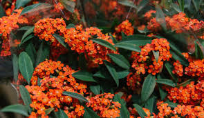 We did not find results for: Bunga Euphorbia Klasifikasi Ciri Ciri Jenis Dan Cara Menanam