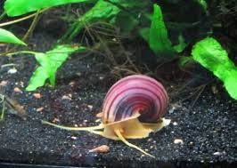 Mystery snails have been mating all day. How Do Fish Tank Snails Reproduce 6 Steps