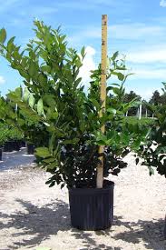 Image result for Ligustrum