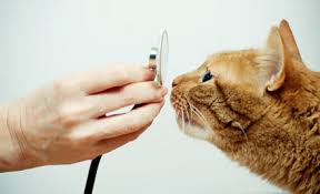 Hours may change under current circumstances Seasonal Health Concerns Paws N Claws Veterinary Clinic Fort Collins Co
