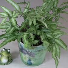 Image result for Pteris