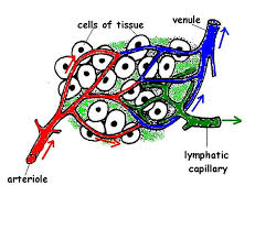The Anatomy And Physiology Of Animals Lymphatic System