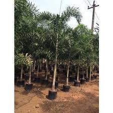 It usually grows more than a foot a year and can reach its full height in 20 years or less. Foxtail Palm Plant à¤–à¤œ à¤° à¤• à¤ª à¤¡ In Kasbawadi Gandevi Alka Farm And Bilimora Nursery Id 14459255612