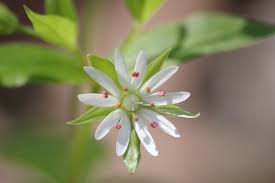 Image result for Stellaria
