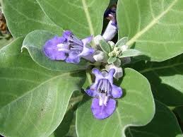 Image result for Vitex thyrsiflora
