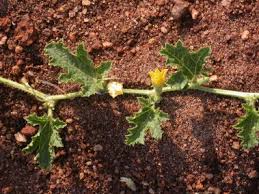 Image result for Cucumis aculeatus