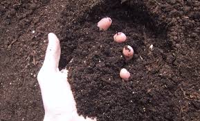 Turnminecraft | how to make dirt into grass! How To Turn Dirt Into Grass And Create Beautiful Backyard Turf Till