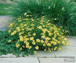 Pin On Flowers Gardens Etc
