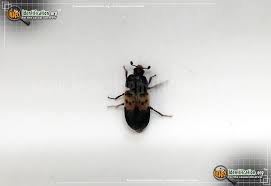 Identifying bugs in lab learn with flashcards, games and more — for free. Larder Beetle Dermestes Lardarius