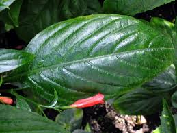 Image result for Ruellia brevifolia