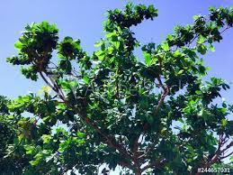 Tropical Shady Tree Terminalia Catappa At Labuhan Aji Beach Temukus Village North Bali Indonesia Buy This Stock Photo And Ex Shady Tree Unique Trees Shady
