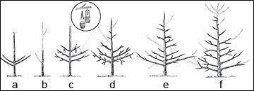 The central leader causes the lateral branches' angles off the trunk to be wider, which increases the crotch strength and helps induce early fruit production. How To Prune Fruit Trees Organic Gardening Blog Grow Organic