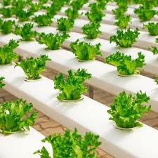 Maybe you would like to learn more about one of these? 4 Tanaman Sayur Yang Dapat Ditanam Di Dalam Pot Halaman All Kompas Com