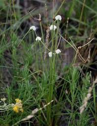 Image result for Ascolepis capensis