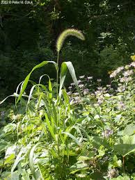 Image result for Setaria viridis