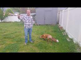 Foxes can also dig holes for their burrows and they will do this under your house or your porch which can damage the foundation and support beams. How To Get Rid Of Foxes In Your Garden Uk Expert Guide
