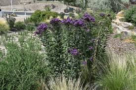 Image result for Vernonia fastigiata