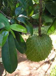 Cara menanam seledri sebetulnya tidak sulit kok, apalagi setelah tahu karakteristik dan kebutuhan tanaman ini. 86 Gambar Akar Durian Belanda Paling Hist Gambar Pixabay