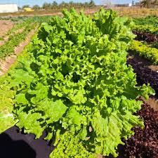 Image result for Lettuce Green 1977 Hussmann