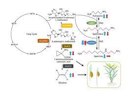 The specificity of rat prostatic spermidine synthase and spermine synthase with respect to the amine acceptor of. Plantae The Spermine Synthase Osspms1 Regulates Seed Germination Grain Size And Yield Plant Physiol Plantae